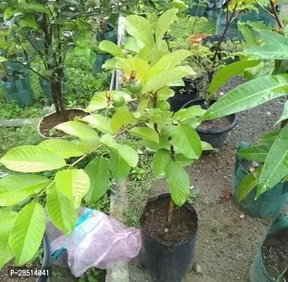 Natural Live Plant for Home Garden-thumb0