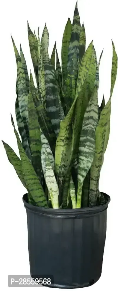 Earth Angels Snake Plant SNAKE PLANT DD2