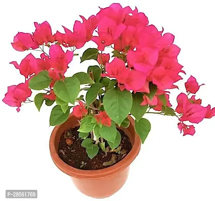 Earth Angels Bougainvillea Plant br01-thumb0