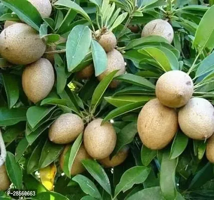 Earth Angels Chiku Plant Grafted Sapodilla,chiku,sobeda,sapota live plant-thumb0