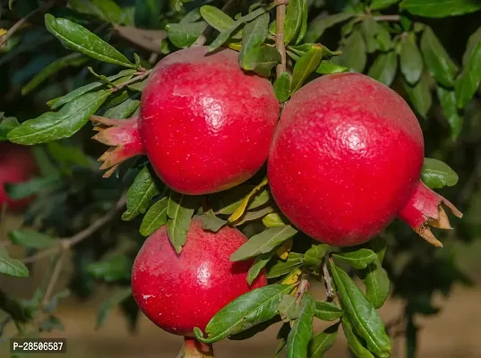 Pomegranate Plant  Ortel pomegranate Plant s-thumb0