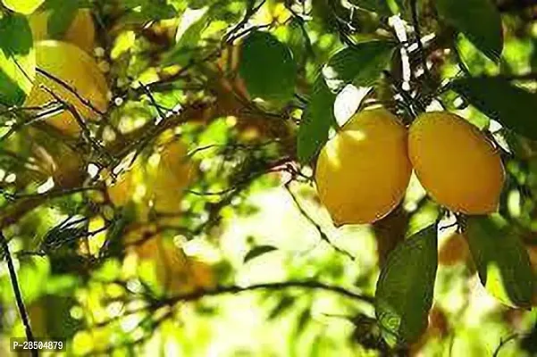 Lemon Plant  Nepali oblong lemon-thumb2