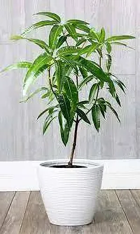 Natural Live Plant for Home Garden-thumb2