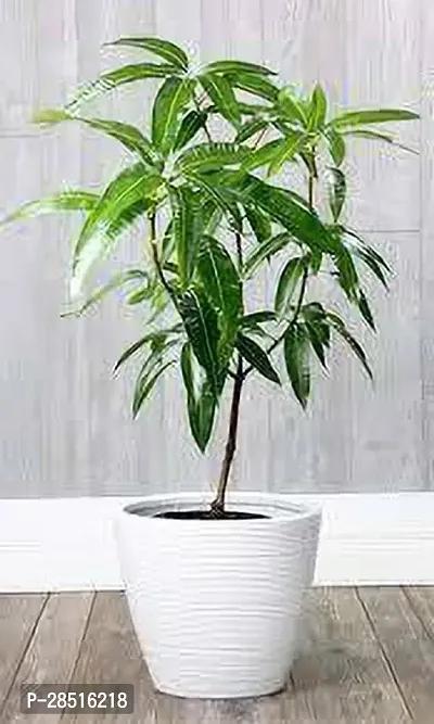 Natural Live Plant for Home Garden-thumb3