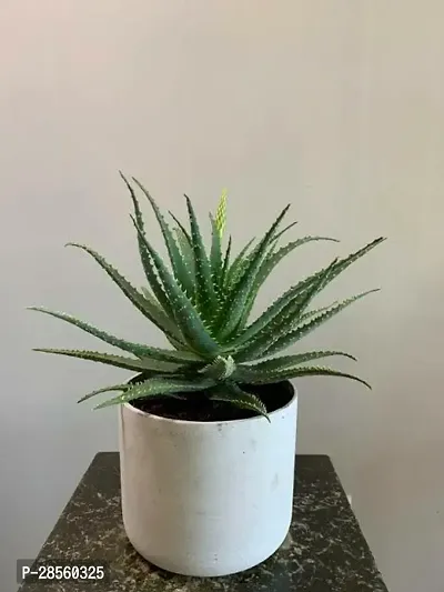 Earth Angels Aloe Vera Plant adaa11-thumb0