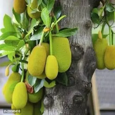 Jackfruit Plant  Kathal Plant kingdom86