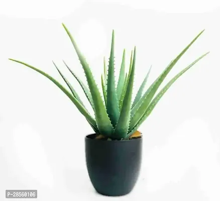 Earth Angels Aloe Vera Plant Aloe Vera Plant-thumb0