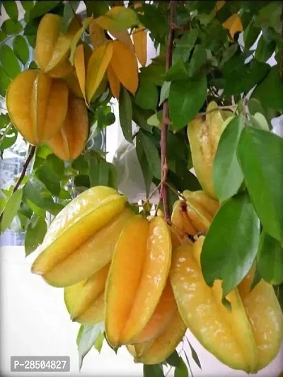 Star Fruit Carambola Grafted Plant  Star Fruit Hybrid Live Plant  Grafted All Time Sweet Variety Sulav CF1501-thumb0