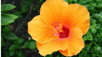 Hibiscus Plant  Orange HIBISCUS Plant-thumb2