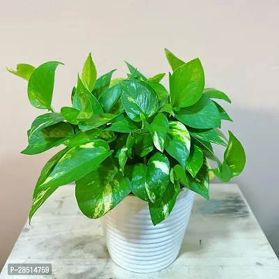 Natural Live Plant for Home Garden-thumb0