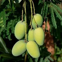 Mango Plant  Mango Plant kingdom150-thumb1