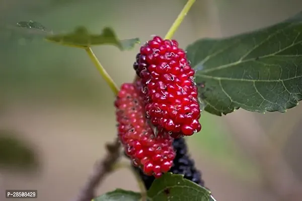 ShahtootMulberry Plant  Mulberry xPlant genic11-thumb0