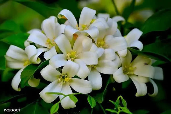 Night Bloom Jasmine Plant  Kamini Plant-thumb0