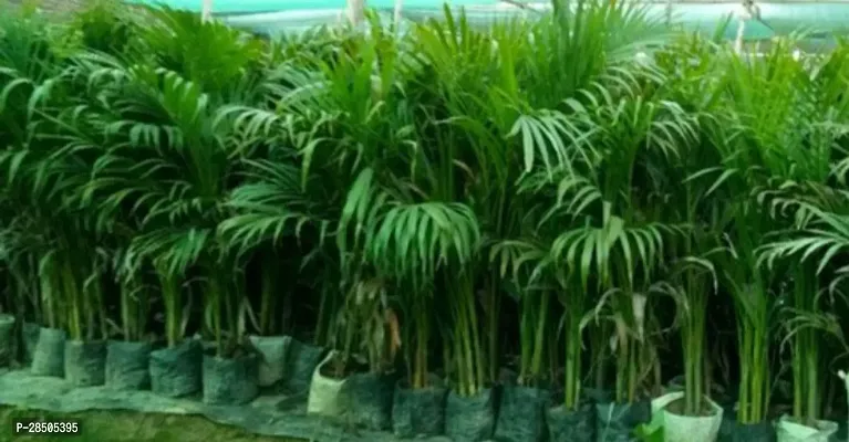 Areca Plam Areca Pulm Plant  a005-thumb0