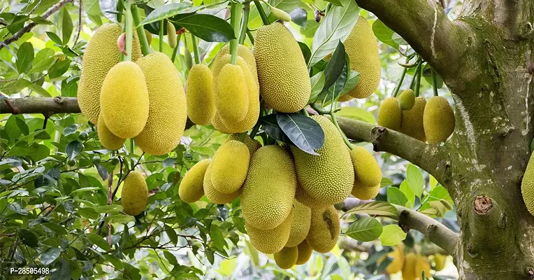 Jack Fruit Plant  DM06-thumb0