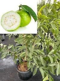 Earth Angels Guava Plant GUAVA PLANT O55-thumb2