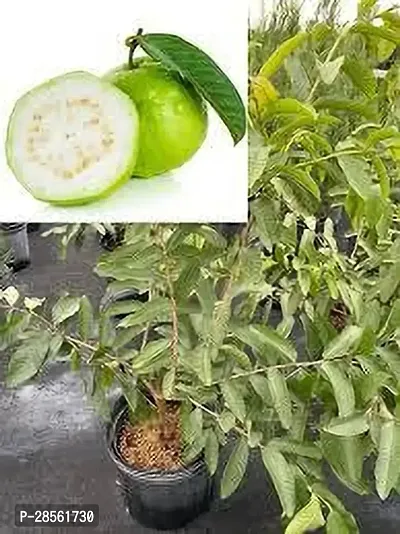 Earth Angels Guava Plant GUAVA PLANT O55-thumb3