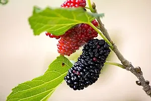 ShahtootMulberry Plant  Mulberry xPlant genic11-thumb1