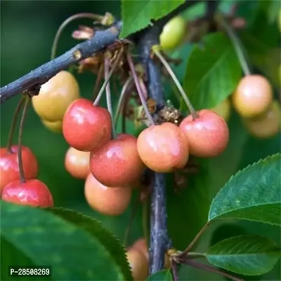 Cherry Fruit Plant  Cherry Plant kingdom39