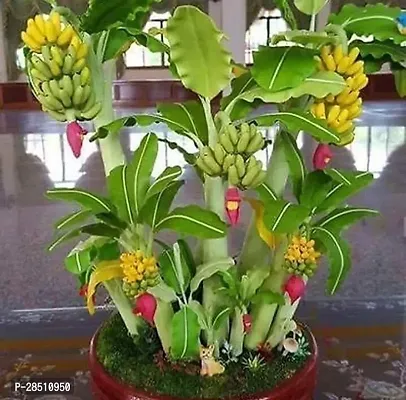 Natural Live Plant for Home Garden-thumb0