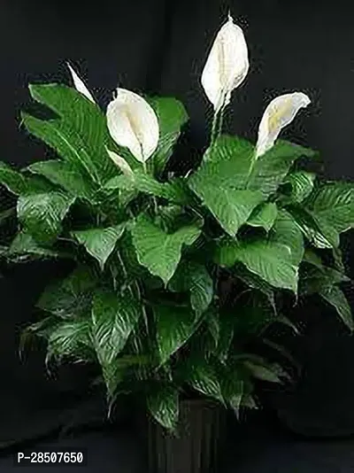 Lily Plant  Peace Lily XOxygreenPlant 2-thumb0