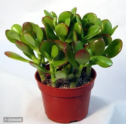 Jade Plant  Jade Plant  02-thumb0