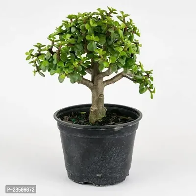 Jade Plant  JDN13