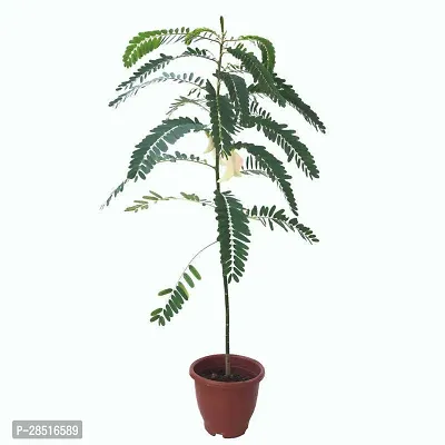 Natural Live Plant for Home Garden-thumb0