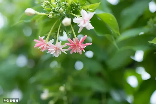 MadhumaltiRangoon Creeper MADHUMALTI Plant  014