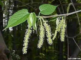 ShahtootMulberry Plant  Lomon grass Plant-thumb2