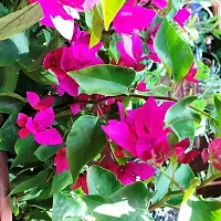 Bougainvillea Plant  Bougainvillea Flower Plant  K10-thumb2