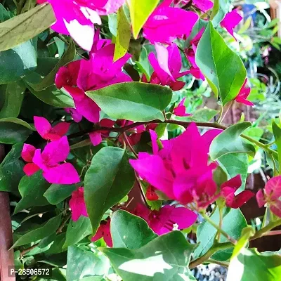 Bougainvillea Plant  Bougainvillea Flower Plant  K10-thumb3