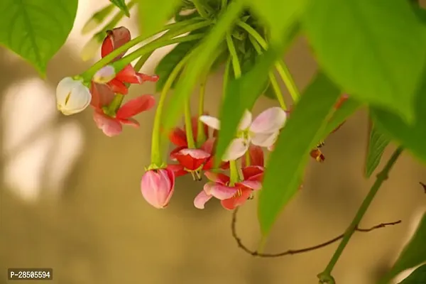 MadhumaltiRangoon Creeper Rangoon Creeper-thumb0