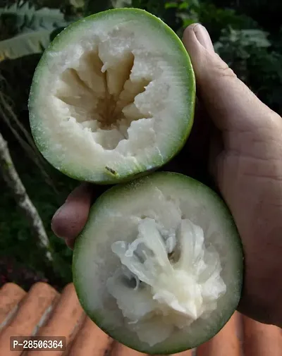 Custard Apple Plant  Plant  MILKFRUIT2-thumb3