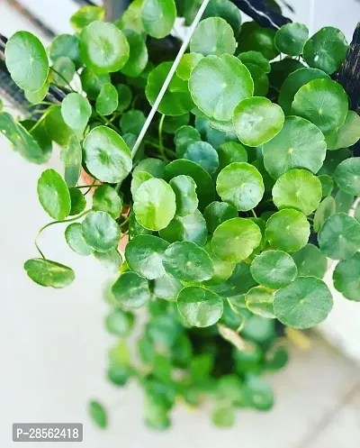 Earth Angels Water Pennywort Click to buy-thumb0