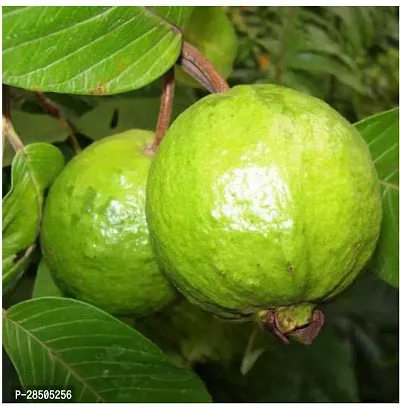 Guava Plant  Guava CF 13-thumb0