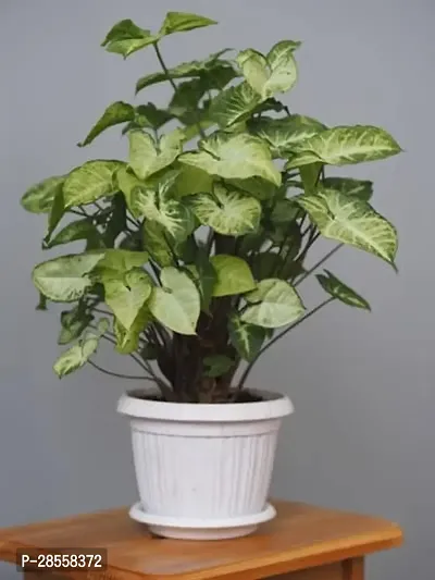 Earth Angels Syngonium Plant SYNGONIUM PLANT-thumb0