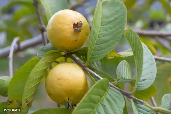 Earth Angels Guava Plant guava plant 7067-thumb0