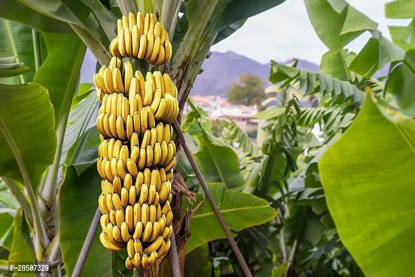 Banana Plant  G 9 Banana-thumb0