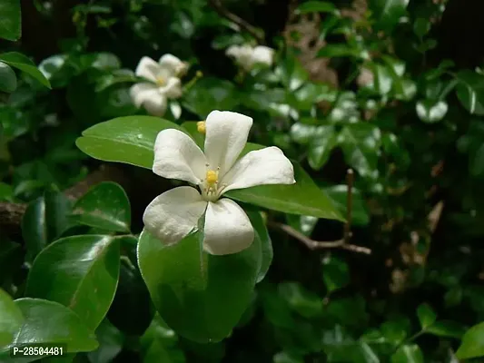 Madhu Kamini Plant  Murraya paniculata   Kamini 02-thumb0