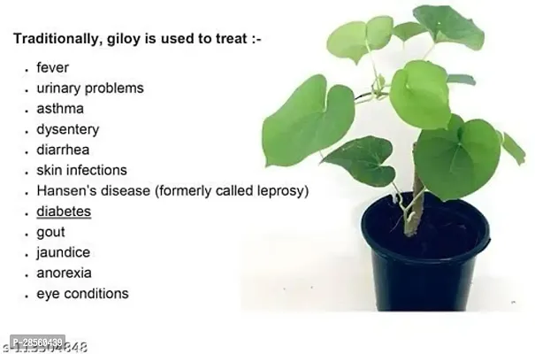 Earth Angels Giloy Plant Giloy Immunity Booster Plant - Tinospora Cordifolia Guduchi, Moonseed, Giloy Medicinal and Natural Plant (1 Plant, 1 Pot)-thumb0