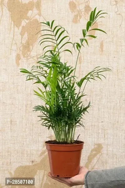 Areca Palm AE11