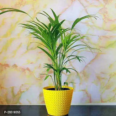 Natural Live Plant for Home Garden