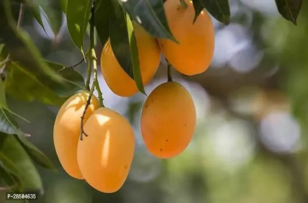 Mango Plant  Hybrid Mango Plant 29-thumb0