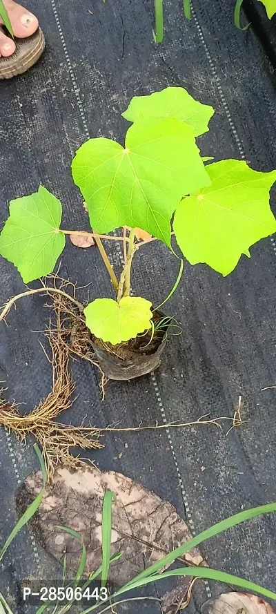 Lotus Plant  Lotus Plant