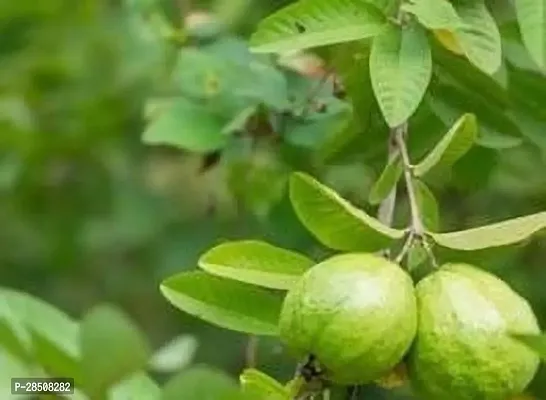 Guava Plant  Guava Plant kingdom08-thumb0