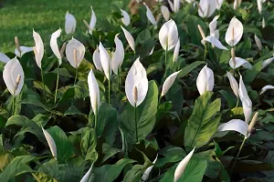 Earth Angels Peace Lily Plant PEACE LILY FLOWER PLANT-P58-thumb2