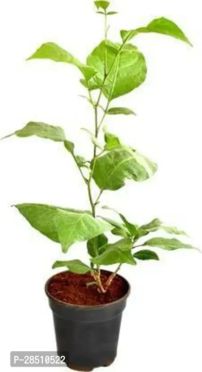 Natural Live Plant for Home Garden-thumb0