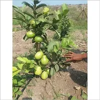 Guava Plant  KG Guava Plant-thumb1