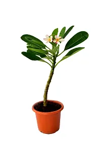 Natural Live Plant for Home Garden-thumb1